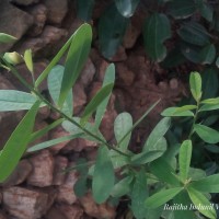 Crotalaria retusa L.